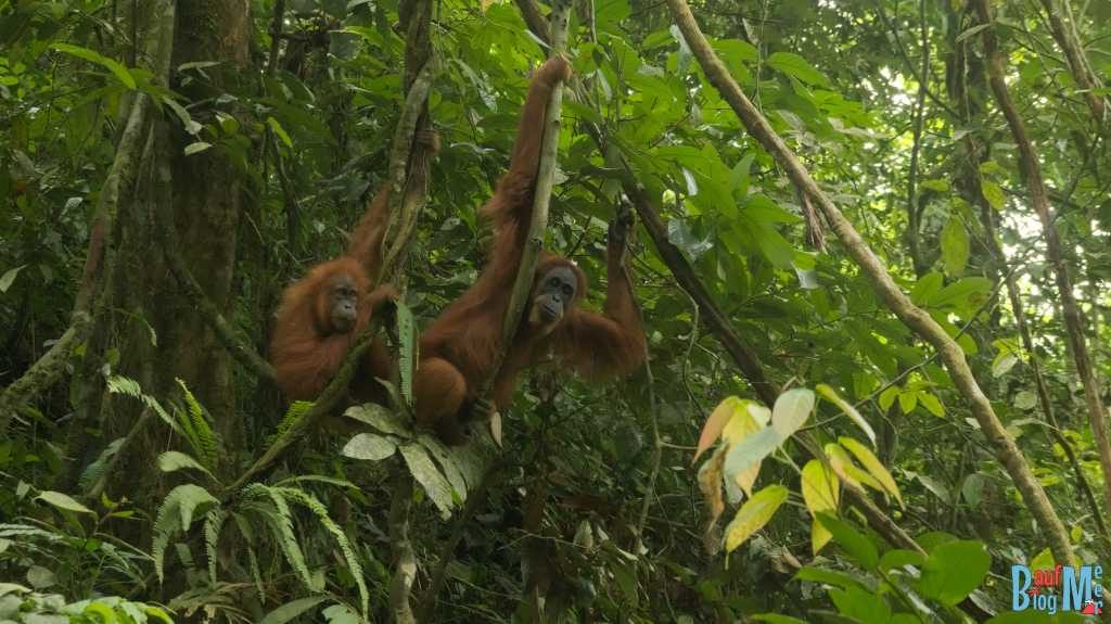 Orang-Utan Weibchen mit Jungtier in Bukit Lawang