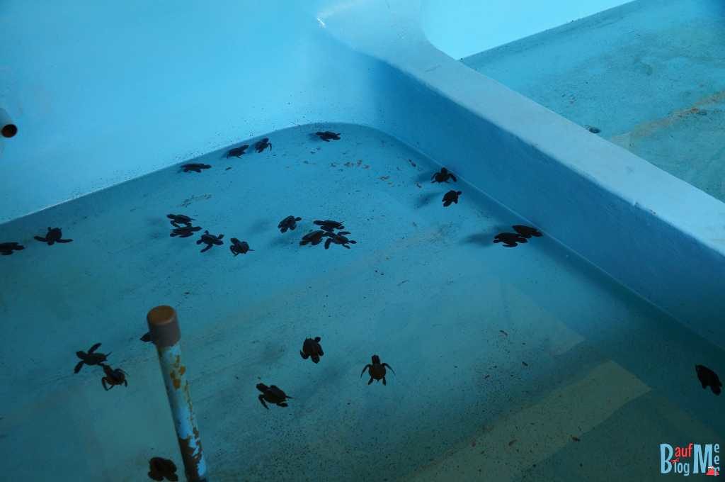 Baby Schildkröten vor dem Aussetzen im Hatchery des Turtle Projects Pemuteran