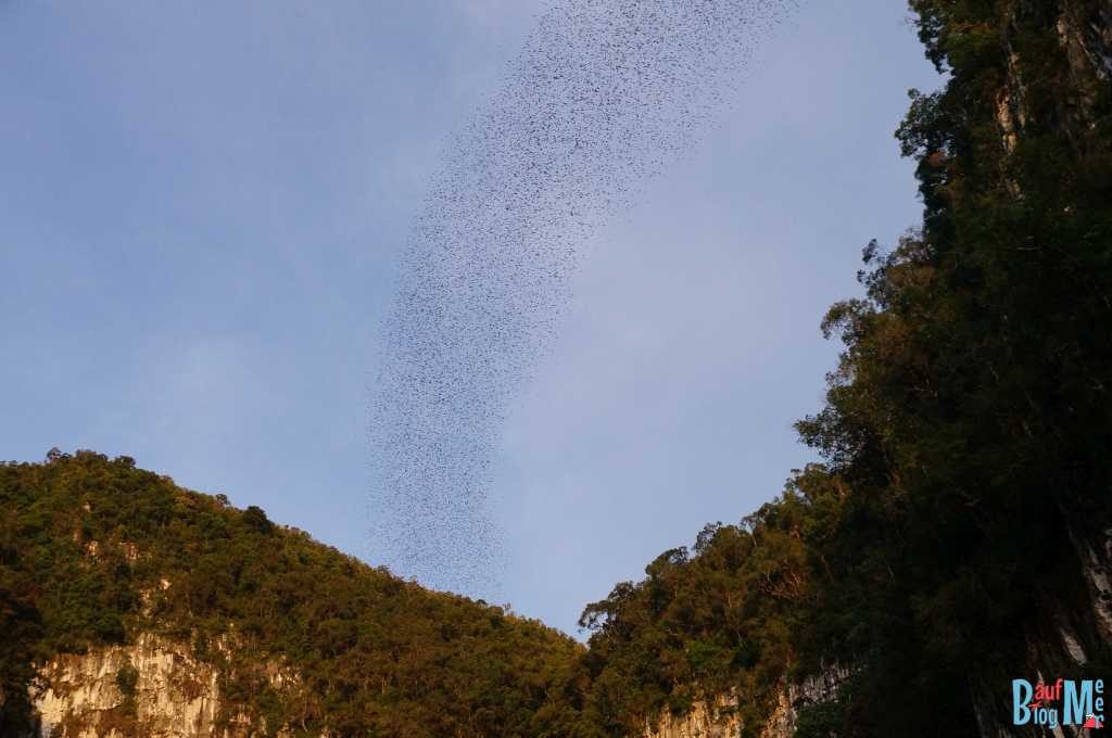 Bat Exodus im Gunung Mulu Nationalpark