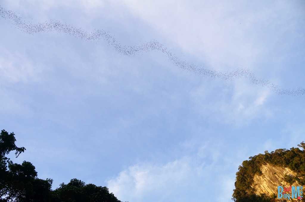 Schlangenlinie rausfliegender Fledermäuse beim Bat Exodus im Gunung Mulu Nationalpark