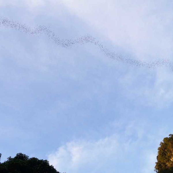 Schlangenlinie rausfliegender Fledermäuse beim Bat Exodus im Gunung Mulu Nationalpark