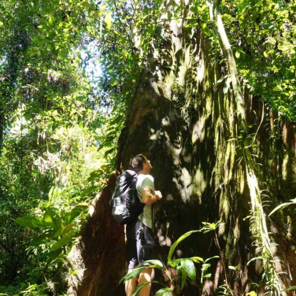 Baum beim Rundwanderweg im Gunung Mulu Nationalpark