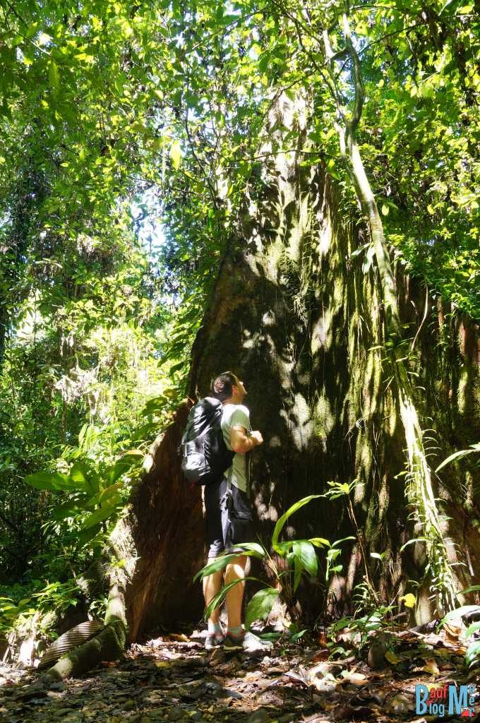 Baum beim Rundwanderweg im Gunung Mulu Nationalpark