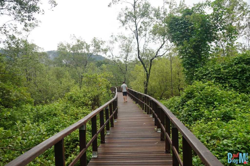 Plankenweg in den Mangroven des Bako Nationalparks