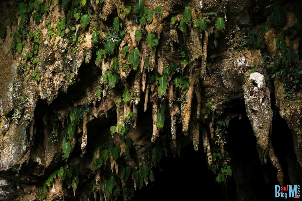 Einblatt beim Wind Cave Eingang im Gunung Mulu Nationalpark