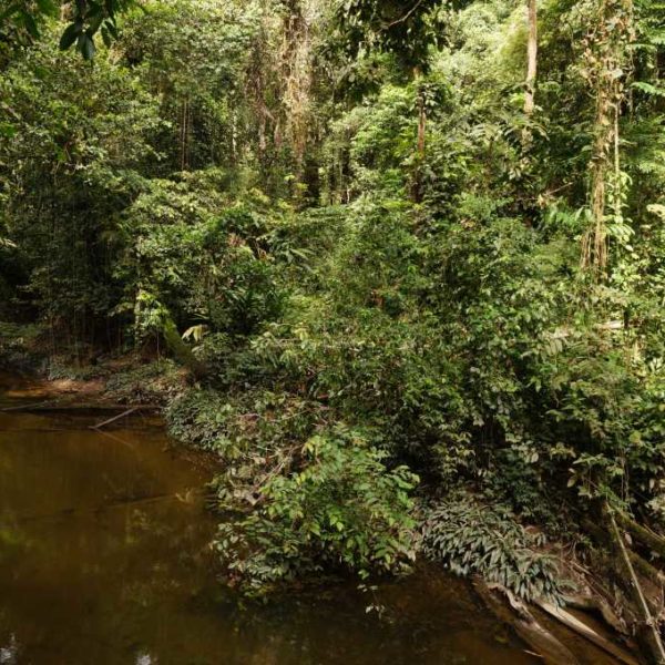 Fluss beim Wandern im Gunung Mulu Nationalpark