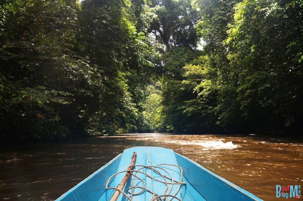 Langboot und Dschungel im Gunung Mulu Nationalpark