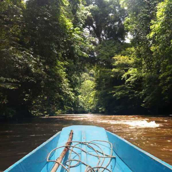 Langboot und Dschungel im Gunung Mulu Nationalpark