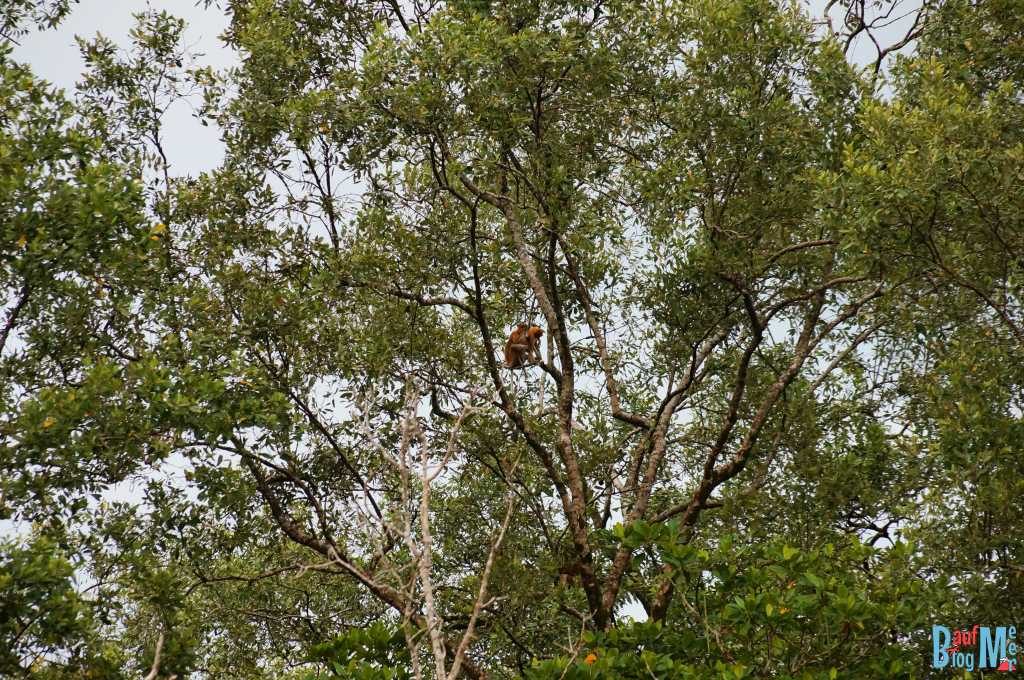 Nasenaffen in den Bäumen der Wetlands bei Kuching