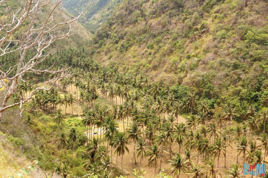 Trockene Palmenlandschaft auf Nusa Penida