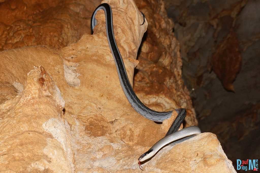 Racer Snake in der Racer Cave im Gunung Mulu Nationalpark