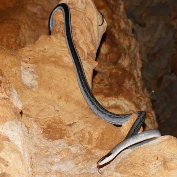 Racer Snake in der Racer Cave im Gunung Mulu Nationalpark