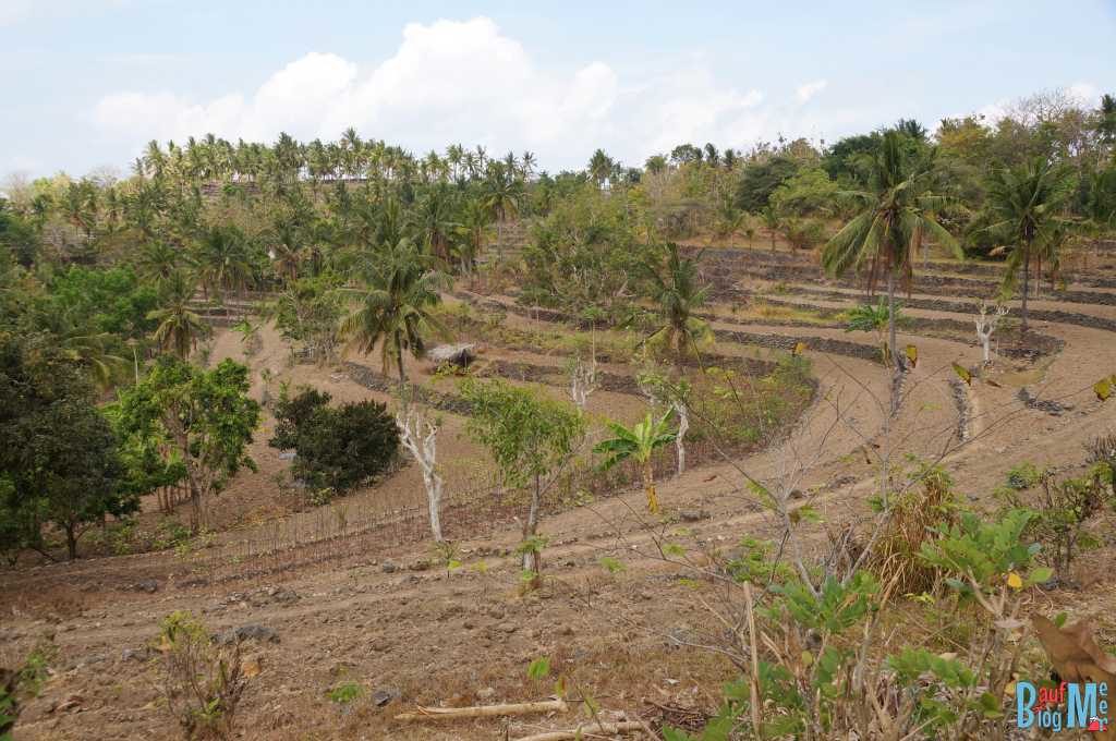 Trockene Reisterassen auf Nusa Penida