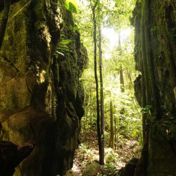 Wanderweg im Gunung Mulu Nationalpark