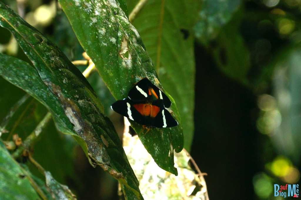 Schmetterlinge im Gunung Mulu Nationalpark