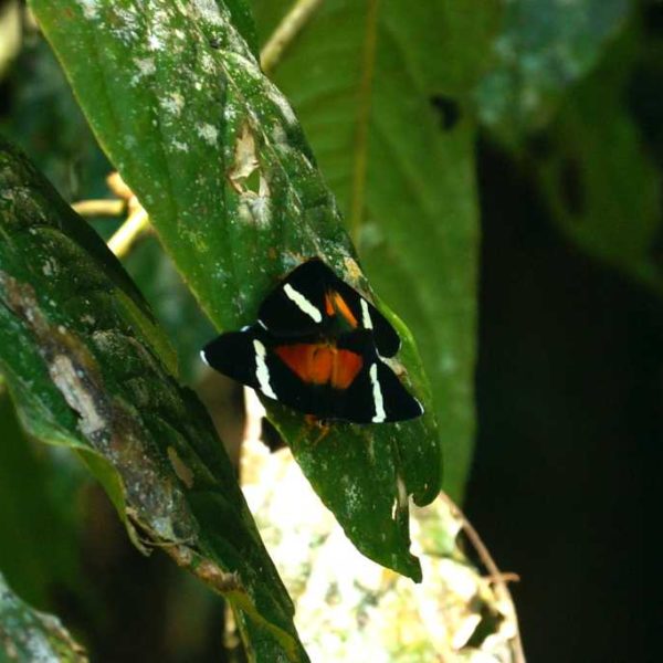 Schmetterlinge im Gunung Mulu Nationalpark