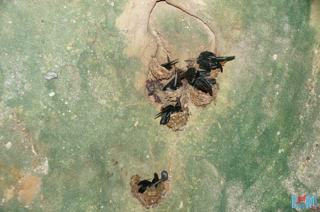 Schwalbennester an Felsen im Bako Nationalpark