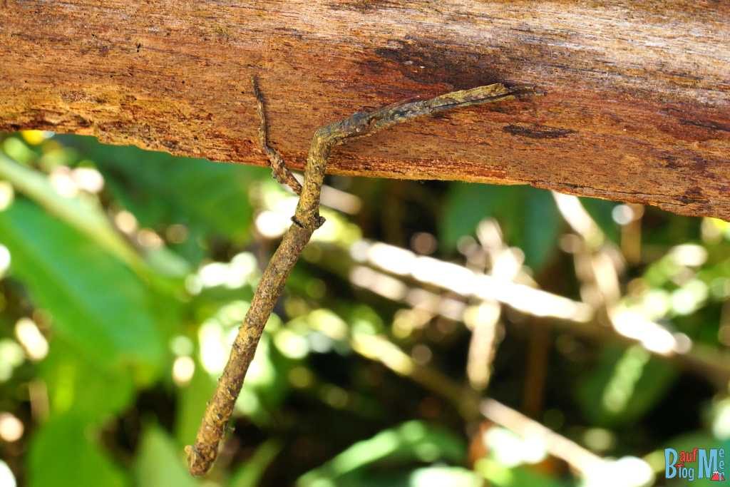 Stabsschrecke im Gunung Mulu Nationalpark