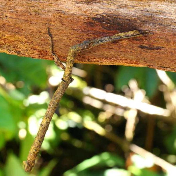 Stabsschrecke im Gunung Mulu Nationalpark