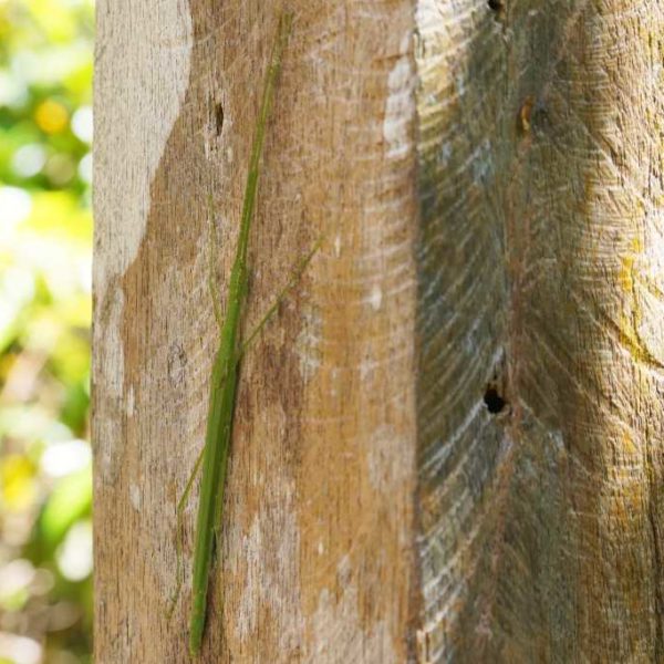 Stabsschrecke grün vim Gunung Mulu Nationalpark