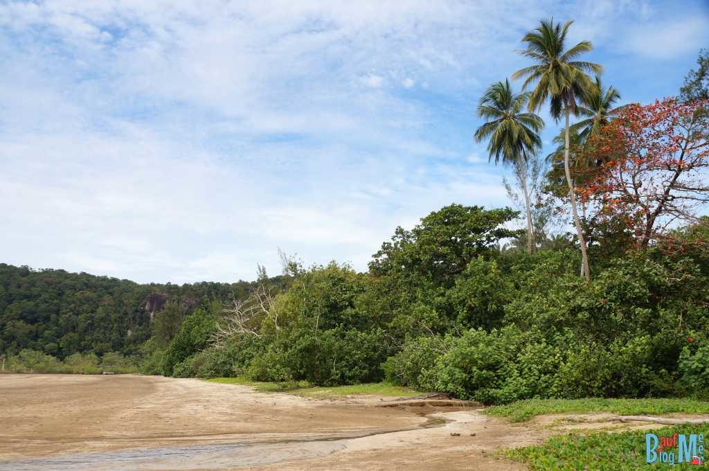 Strand des Bako Nationalparks mit Mangrovengebiet im Hintergrund