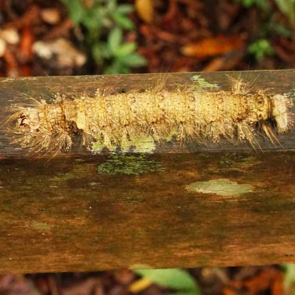 Giftiger Tausendfüßer im Gunung Mulu Nationalpark