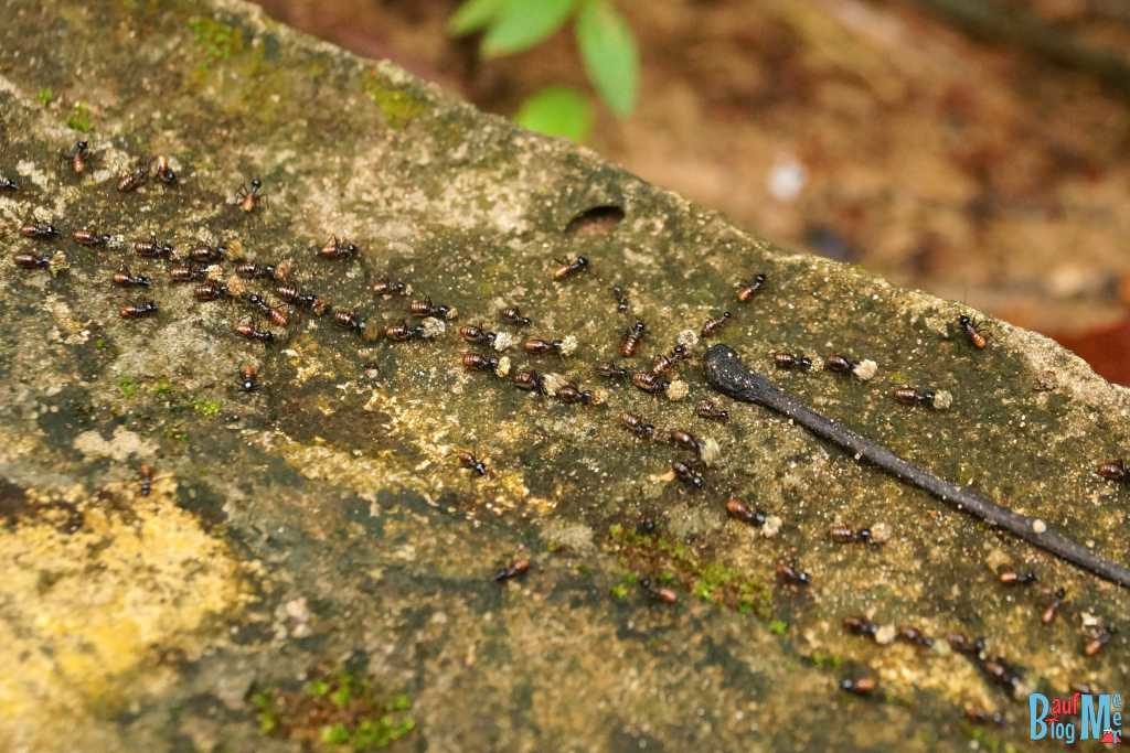 Termiten im Bako Nationalpark