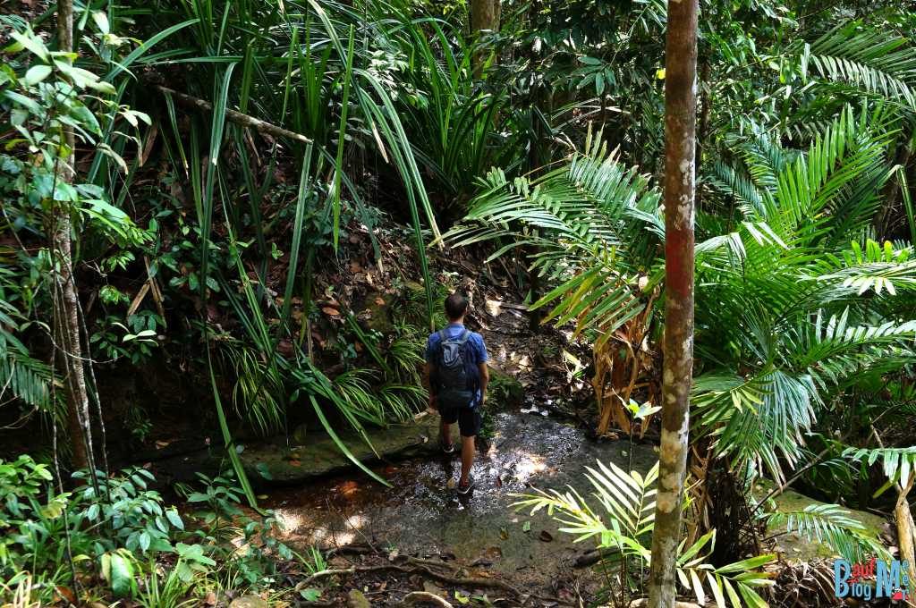 Wanderweg im Similajau Nationalpark