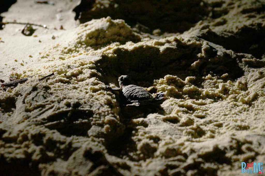 Baby Schildkröte auf ihrem mühsamen Weg Richtung Meer