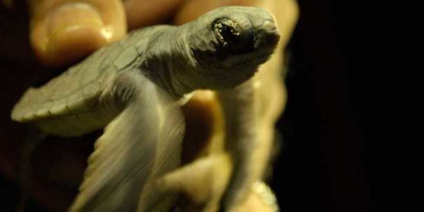 Eingefangene Baby Schildkröte, die aus der Hatchery ausgebrochen war