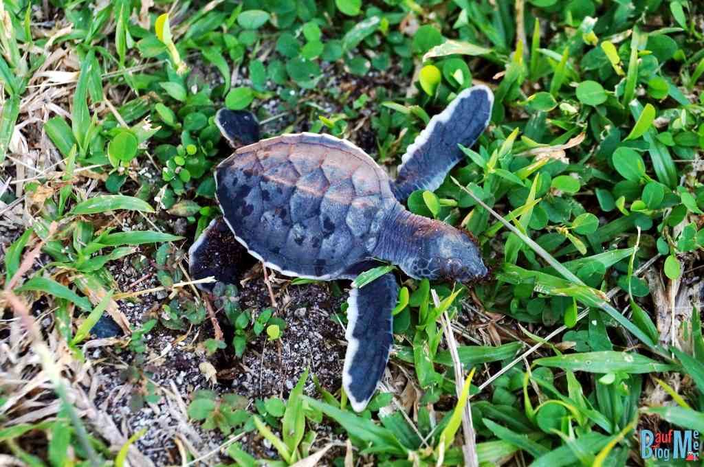 Tote Baby Schildkröte gefunden auf Turtle Island Selingan