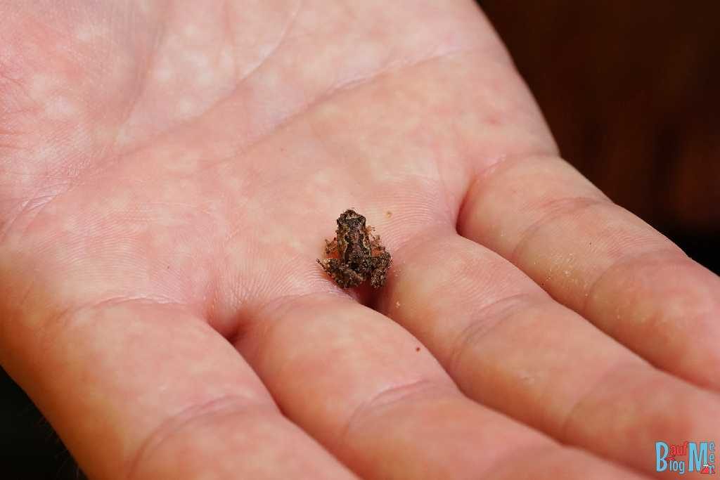 Mini Frosch