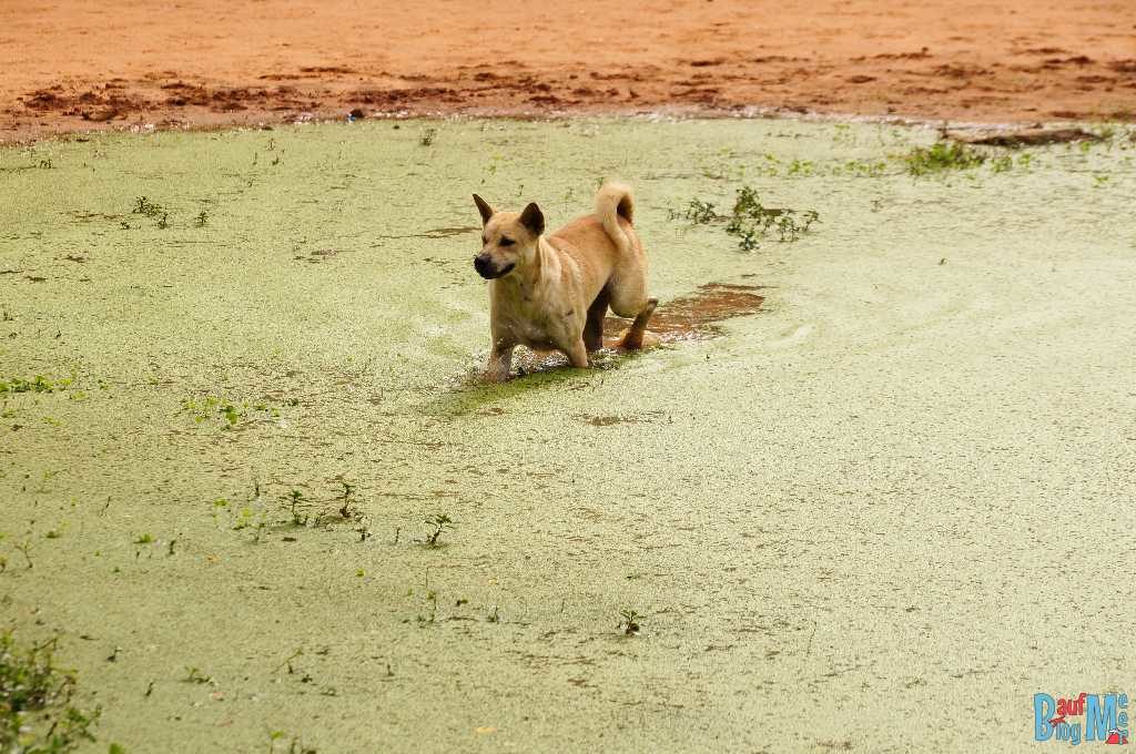 Hund im grün bewachsenen Teich