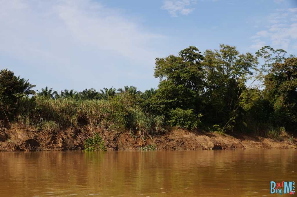 Gleich hinter dem Ufer des Kinabatangan River sieht man, dass die Palmölplantagen beginnen.