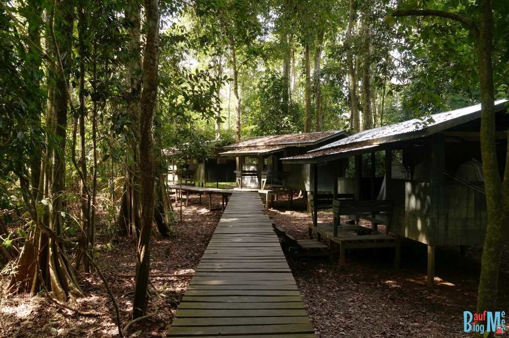 Plankenwege zu Camp Häusschen am Kinabatangan River