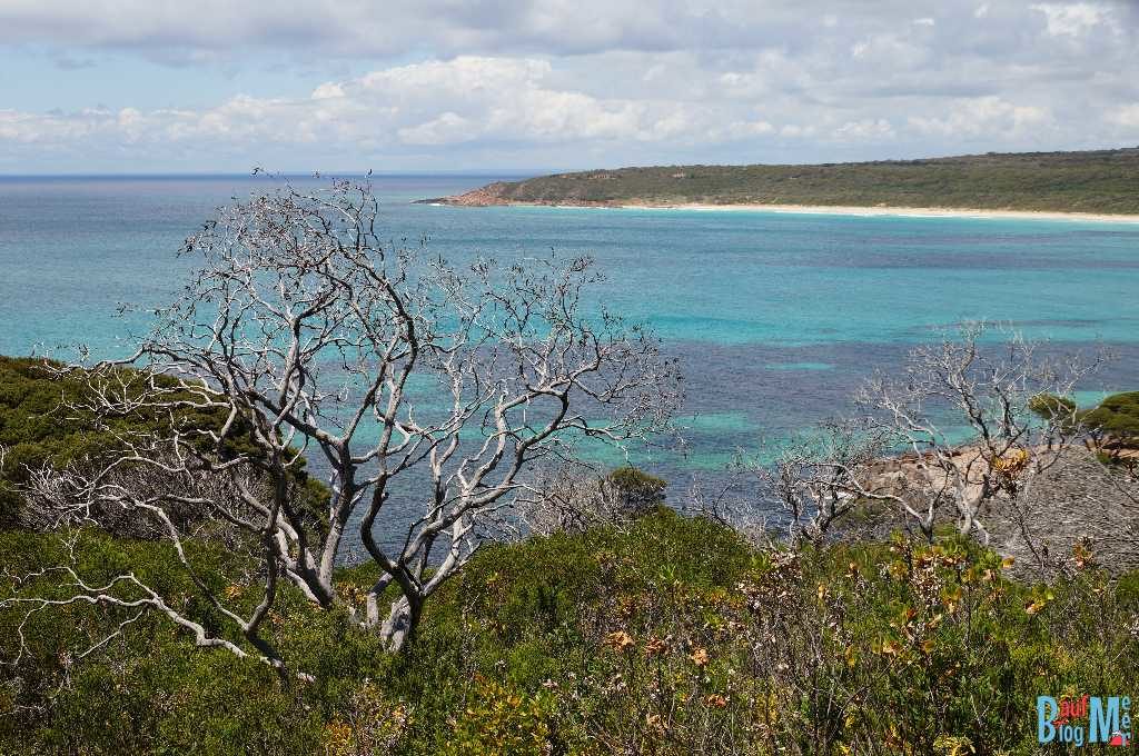 Toter Baum mit silbgrigen Ästen vor Küsten Hintergrund