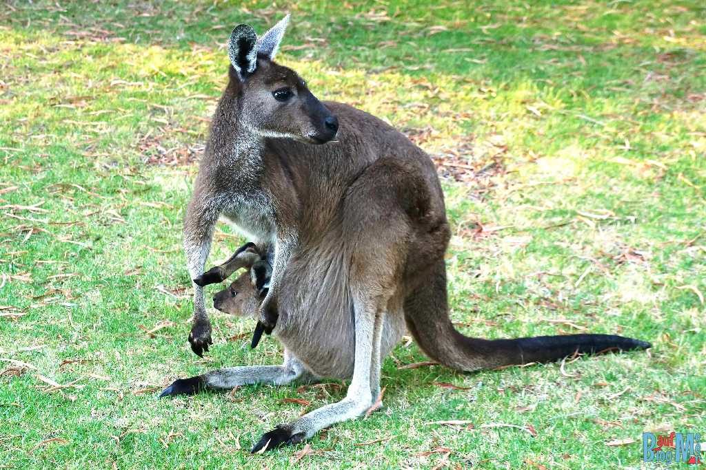Känguru Weibchen mit Känguru Kleinem im Sack