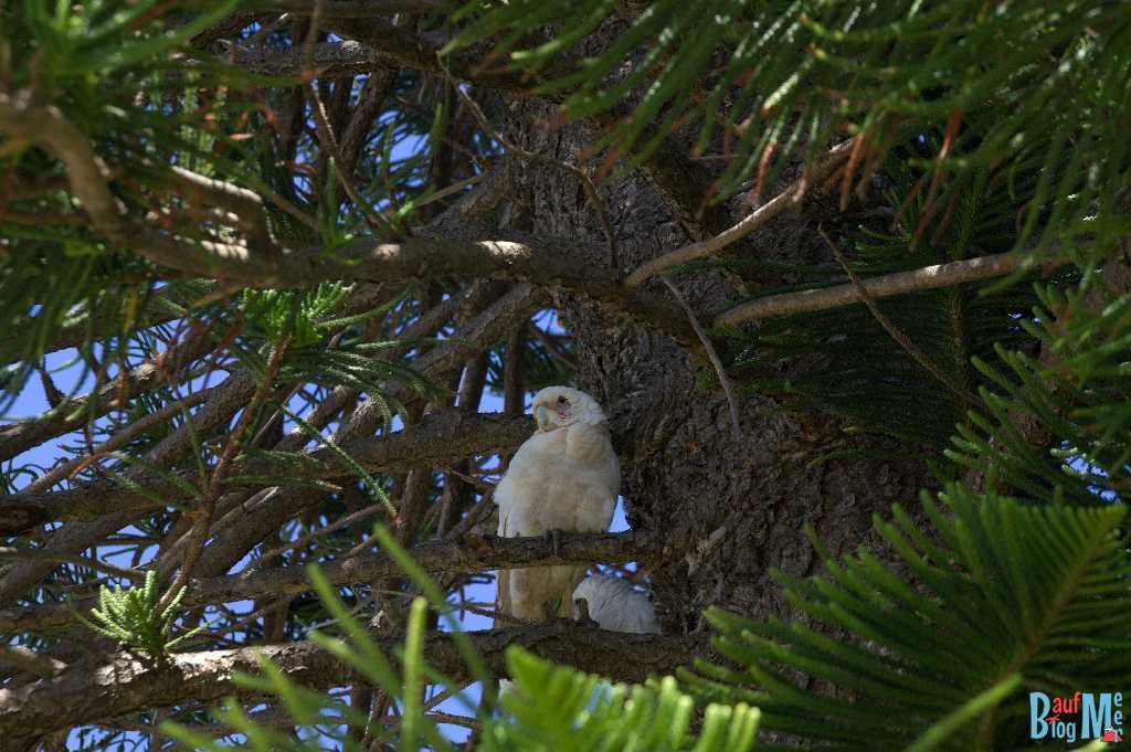 Weißer Papagei / Kakadu