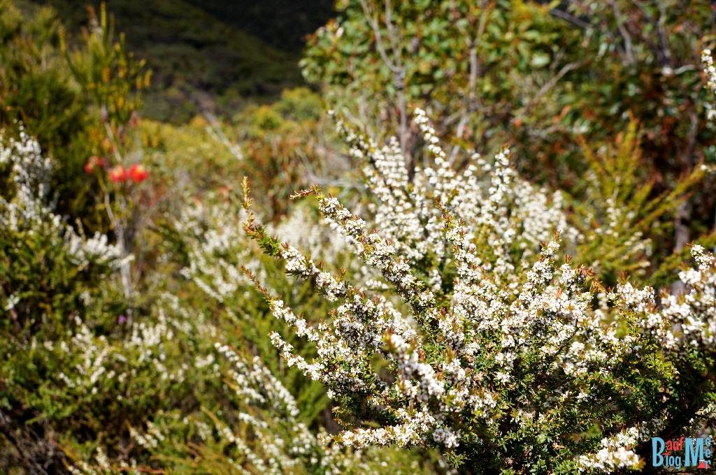 Weiße Wildblumen auf dem Wanderweg rauf zum Bluff Knoll