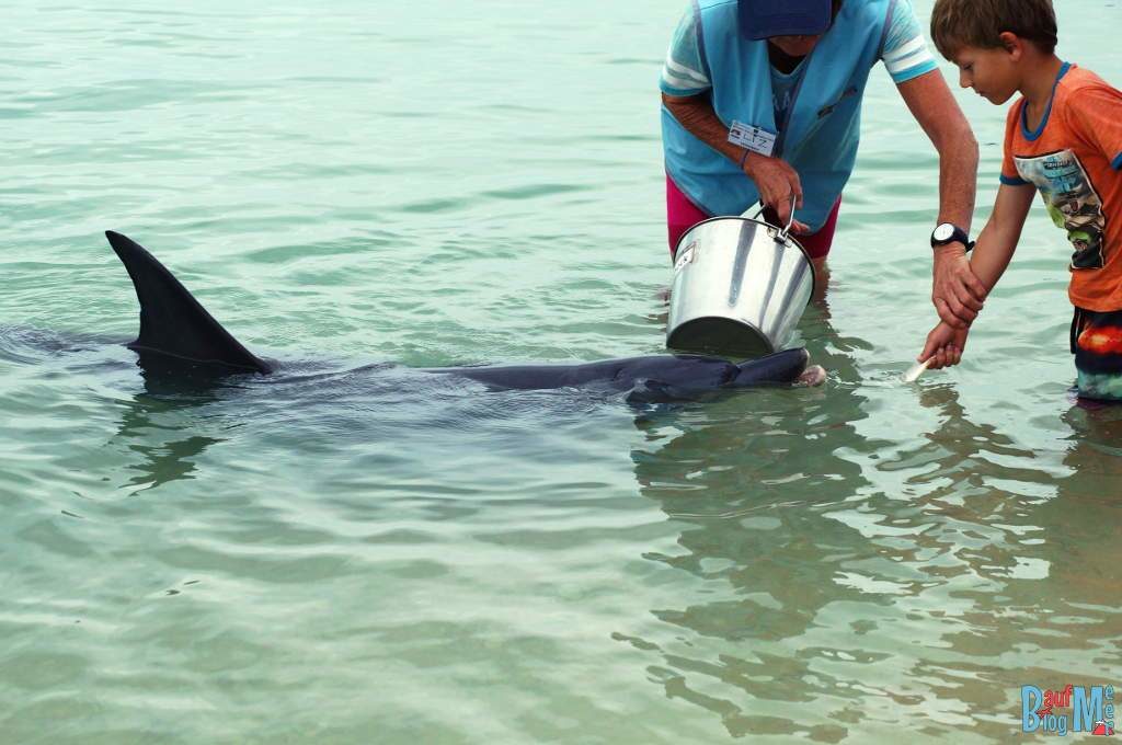 Delfin Fütterung durch ein Kind in Monkey Mia und richtige Einweisung durch Volunteer.