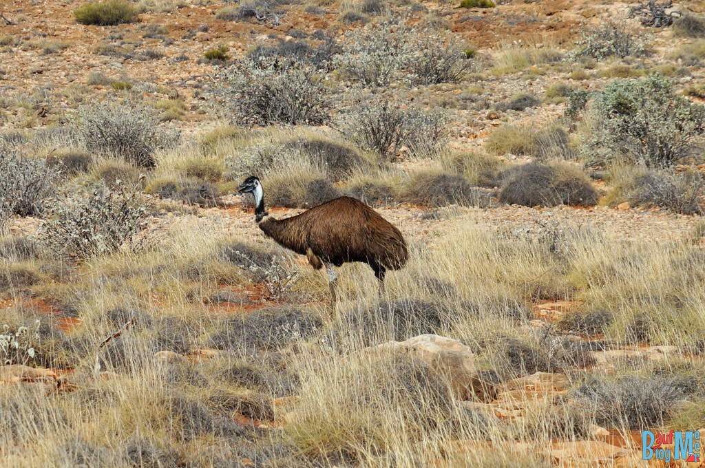 Emu im Cape Range Nationalpark