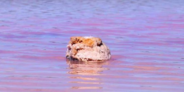 Rosa Salzstein im pinken Wasser am Pink Lake in der Hutt Lagoon, Port Gregory