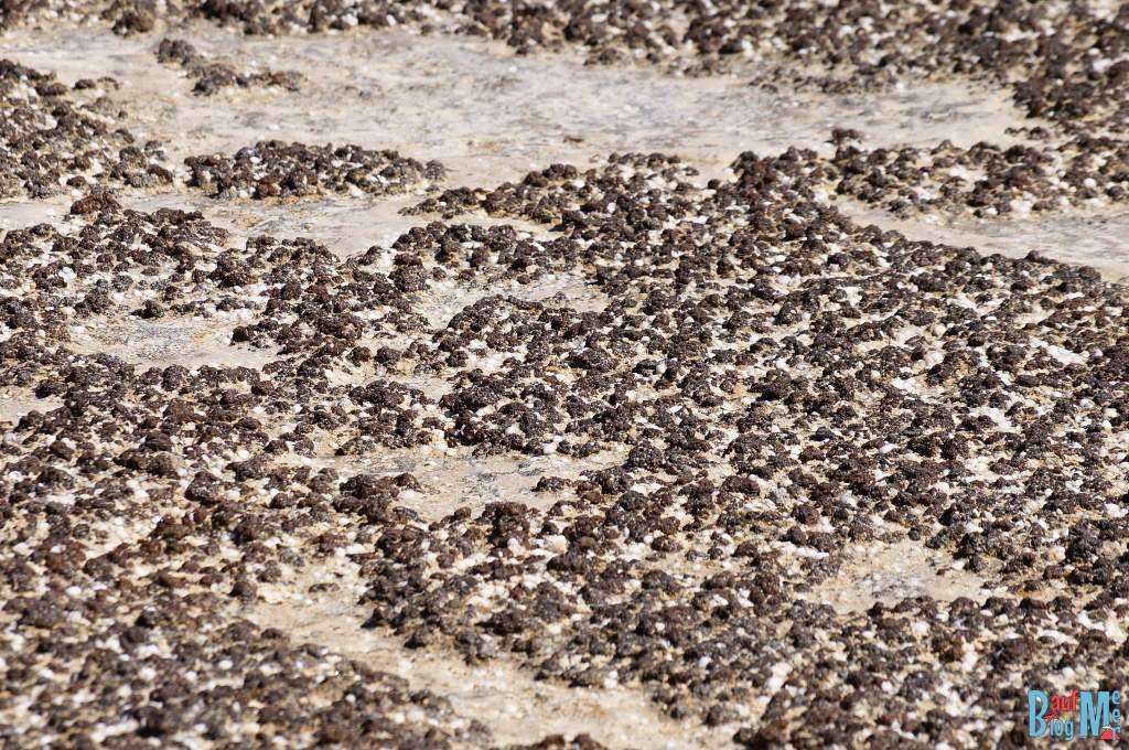Buschigen Matten (tufted mats) Stromatolithen