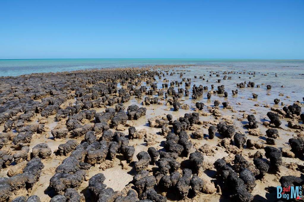 Stromatolithen am Hamelin Pool bei Ebbe