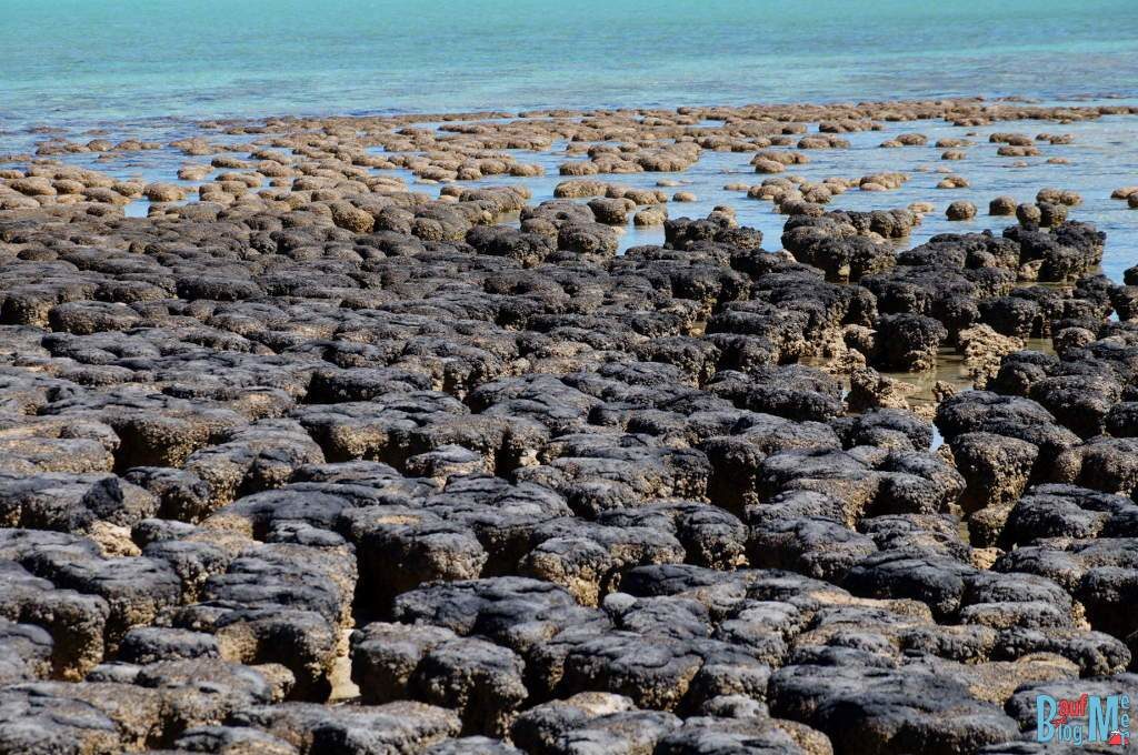 Stromatolithen bei Ebbe