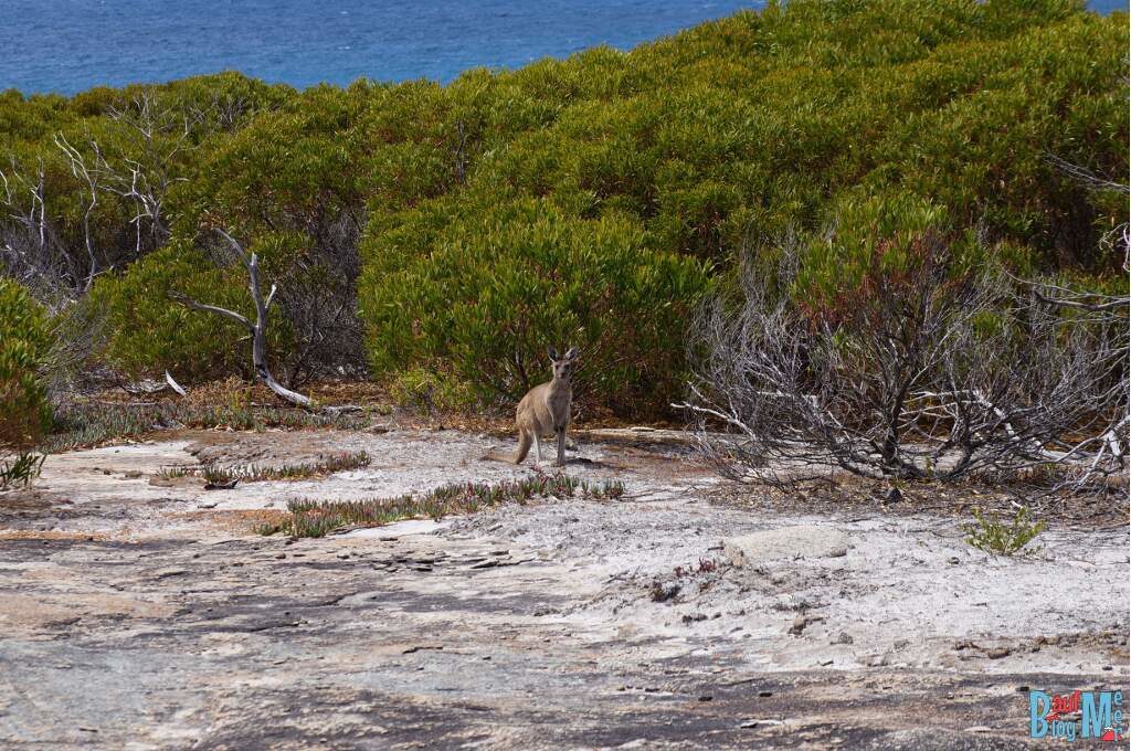 Känguru im Cape Arid Nationalpark