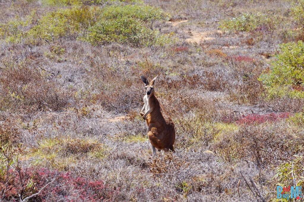 Känguru im Cape range Nationalpark