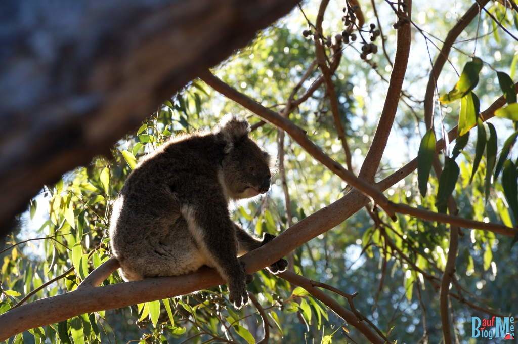 Koala auf einem Ast im Yanchep Nationalpark