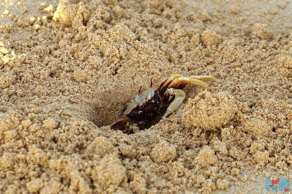 Krabbe am Strand im Sand