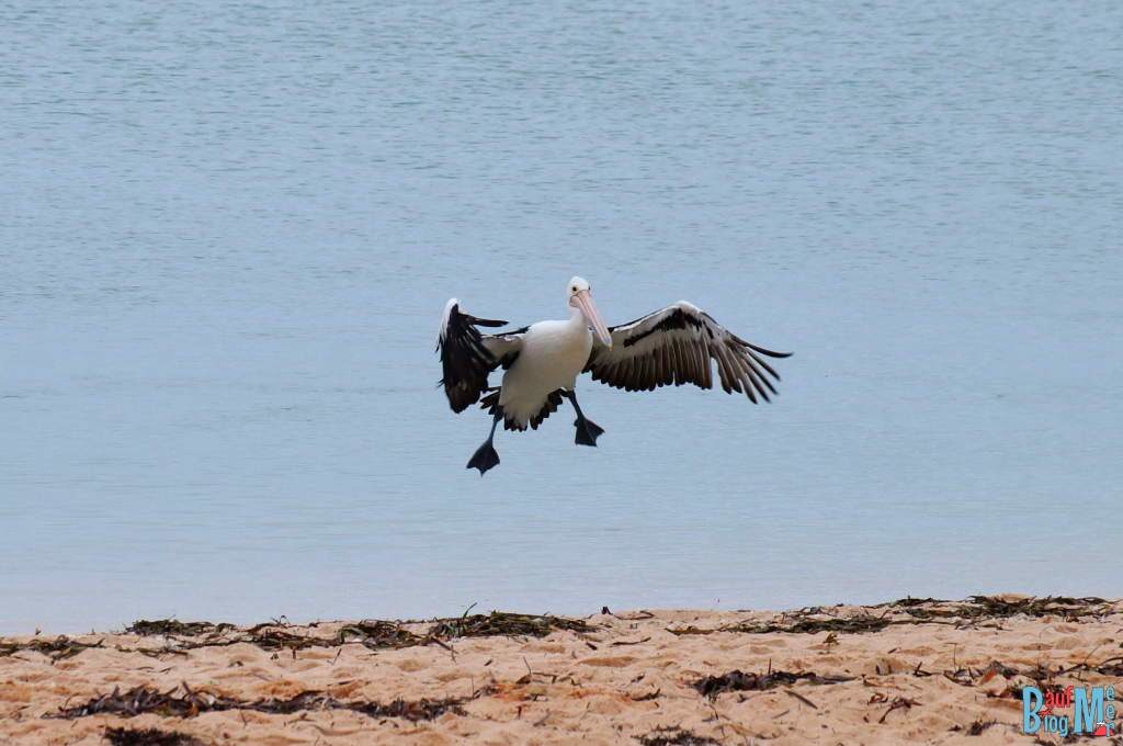 Anflug eines Pelikans an den Strand von Monkey Mia